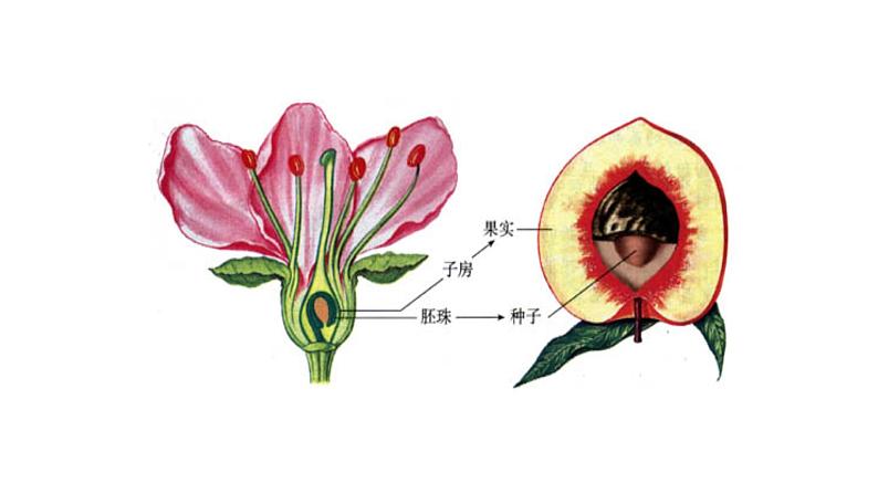 4.1.2人的生殖 课件PPT06