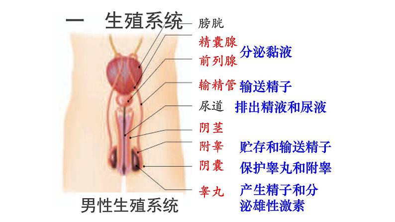 4.1.2人的生殖 课件PPT07