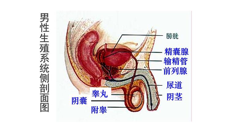 4.1.2人的生殖 课件PPT08