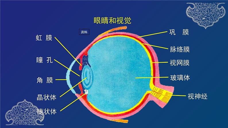 第六章 人体生命活动的调节专题复习第5页