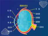 第六章 人体生命活动的调节专题复习