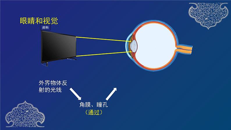 第六章 人体生命活动的调节专题复习第7页