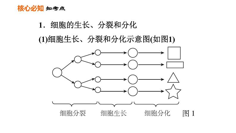 人教版七年级上册生物习题课件 第二单元 第二章巩固强化复习训练03