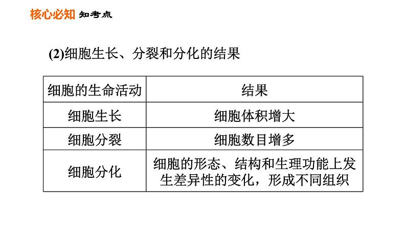 人教版七年级上册生物习题课件 第二单元 第二章巩固强化复习训练04