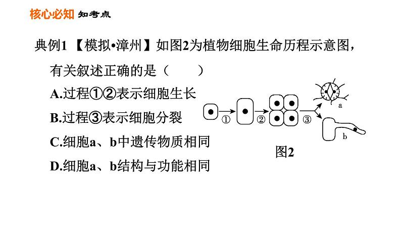 人教版七年级上册生物习题课件 第二单元 第二章巩固强化复习训练06