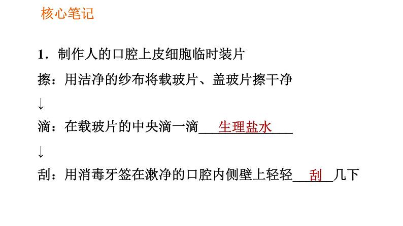 人教版七年级上册生物习题课件 第二单元 2.1.3 动物细胞02