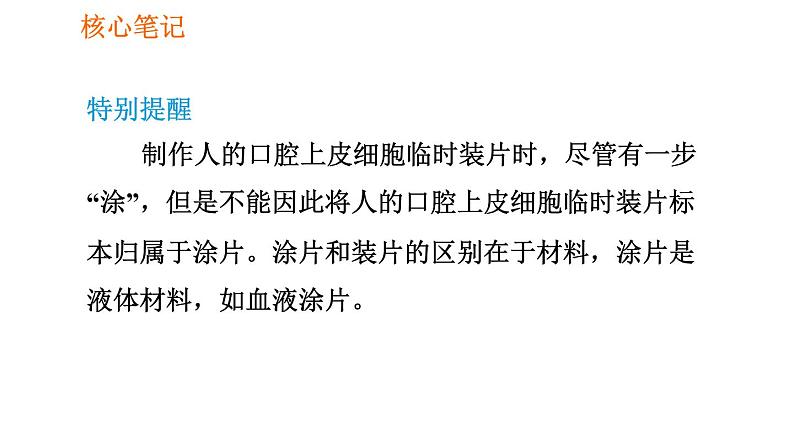 人教版七年级上册生物习题课件 第二单元 2.1.3 动物细胞05