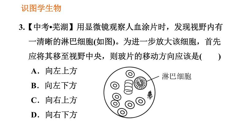 人教版七年级上册生物习题课件 第二单元 识图学生物（一）06