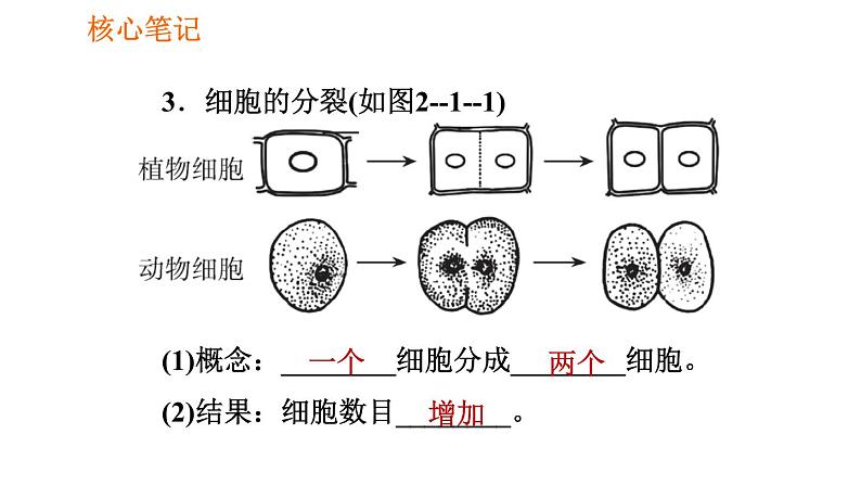 人教版七年级上册生物习题课件 第二单元 2.2.1 细胞通过分裂产生新细胞第4页