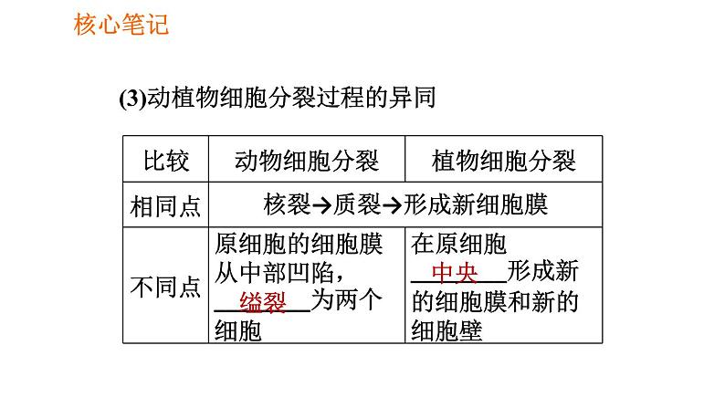 人教版七年级上册生物习题课件 第二单元 2.2.1 细胞通过分裂产生新细胞第5页