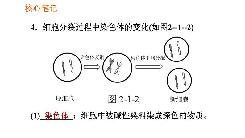 人教版七年级上册生物习题课件 第二单元 2.2.1 细胞通过分裂产生新细胞第6页