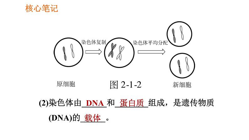 人教版七年级上册生物习题课件 第二单元 2.2.1 细胞通过分裂产生新细胞第7页