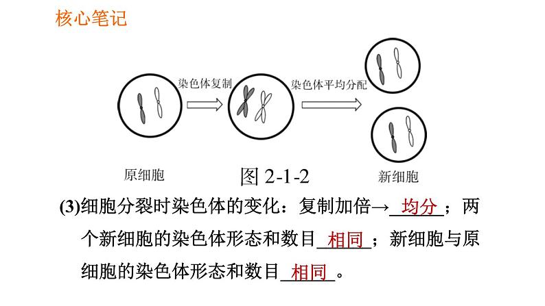 人教版七年级上册生物习题课件 第二单元 2.2.1 细胞通过分裂产生新细胞第8页