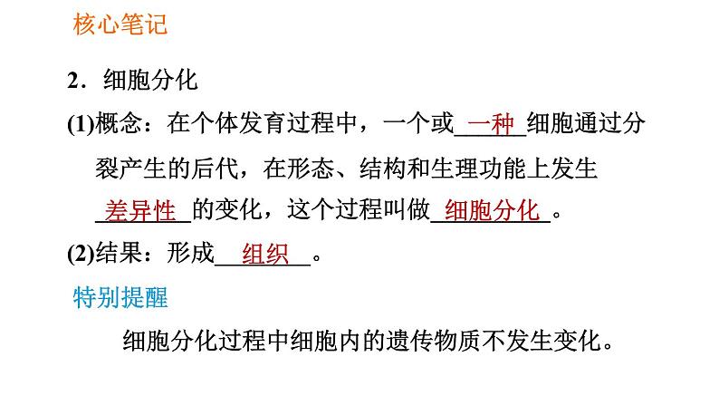 人教版七年级上册生物习题课件 第二单元 2.2.2 动物体的结构层次03