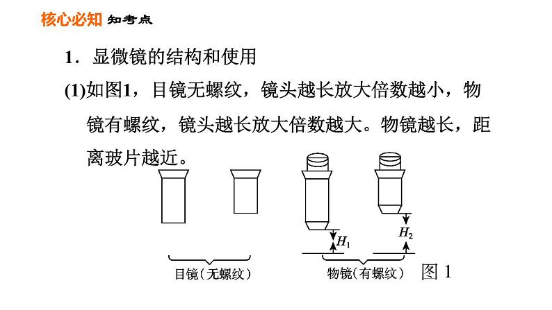 人教版七年级上册生物习题课件 第二单元 第一章巩固强化复习训练03