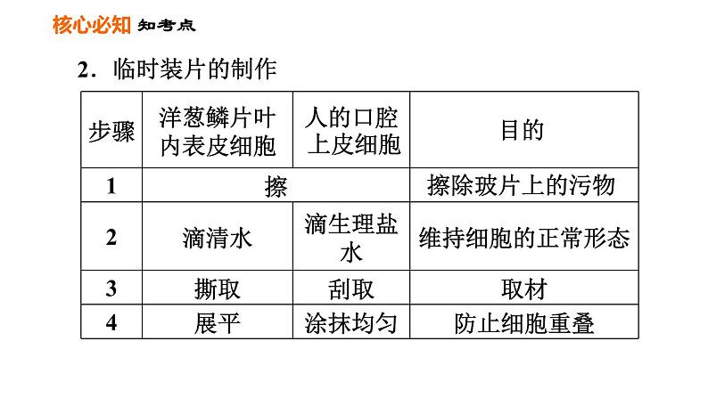 人教版七年级上册生物习题课件 第二单元 第一章巩固强化复习训练08