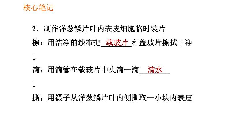 人教版七年级上册生物习题课件 第二单元 2.1.2.1 观察植物细胞04