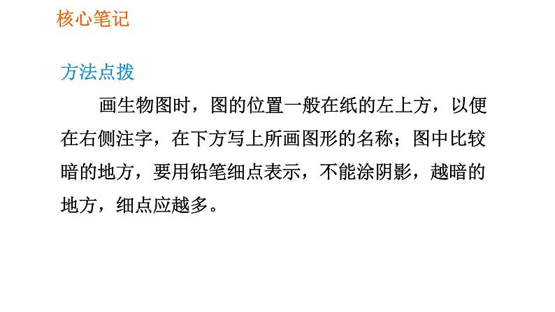 人教版七年级上册生物习题课件 第二单元 2.1.2.1 观察植物细胞07