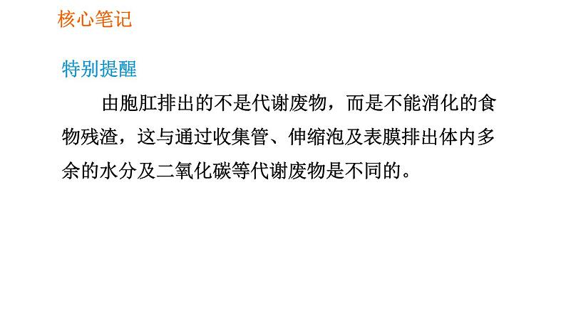 人教版七年级上册生物习题课件 第二单元 2.2.4 单细胞生物08