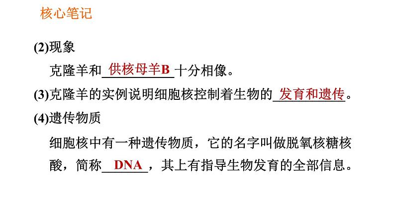 人教版七年级上册生物习题课件 第二单元 2.1.4.2 细胞核是控制中心04