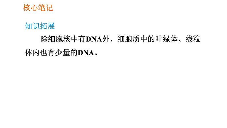 人教版七年级上册生物习题课件 第二单元 2.1.4.2 细胞核是控制中心05