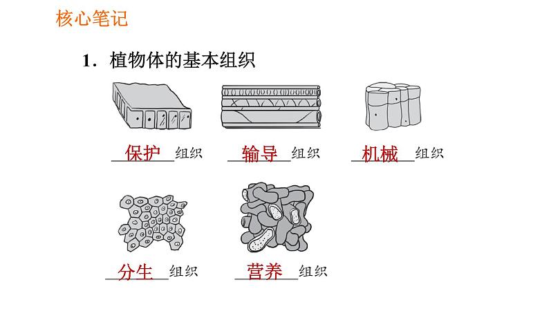 人教版七年级上册生物习题课件 第二单元 2.2.3 植物体的结构层次02