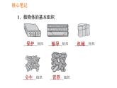 人教版七年级上册生物习题课件 第二单元 2.2.3 植物体的结构层次