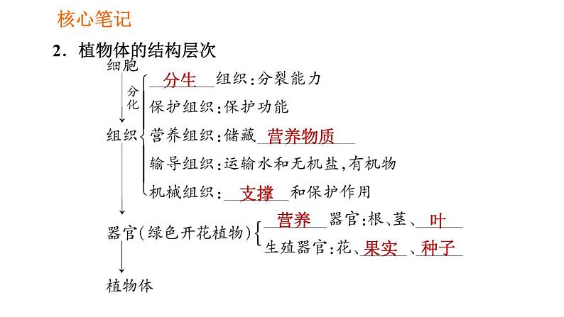 人教版七年级上册生物习题课件 第二单元 2.2.3 植物体的结构层次03