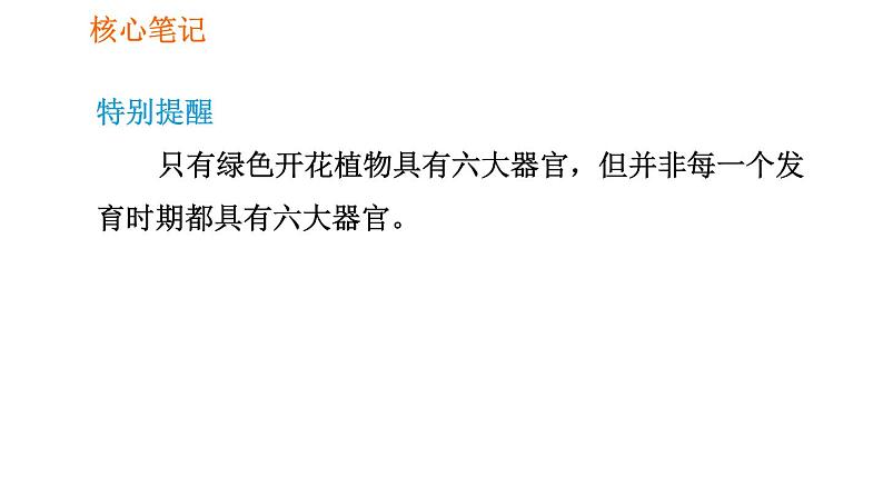 人教版七年级上册生物习题课件 第二单元 2.2.3 植物体的结构层次04