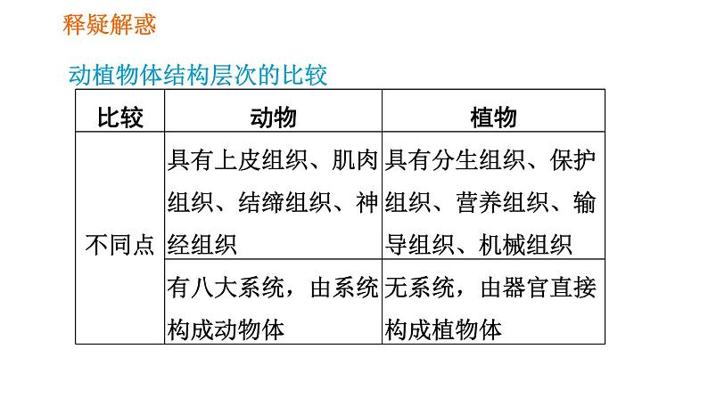 人教版七年级上册生物习题课件 第二单元 2.2.3 植物体的结构层次06