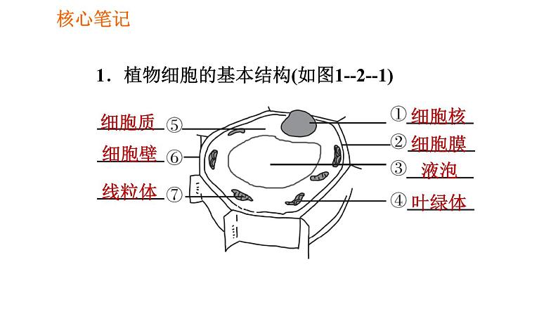 人教版七年级上册生物习题课件 第二单元 2.1.2.2 植物细胞的基本结构02