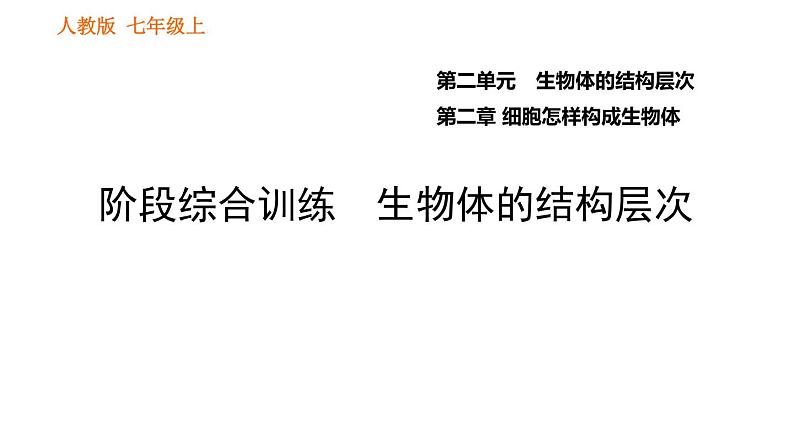 人教版七年级上册生物习题课件 第二单元 阶段综合训练　生物体的结构层次01