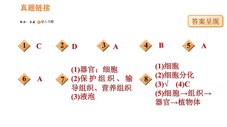 人教版七年级上册生物习题课件 第二单元 阶段综合训练　生物体的结构层次02