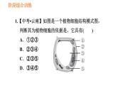 人教版七年级上册生物习题课件 第二单元 阶段综合训练　生物体的结构层次