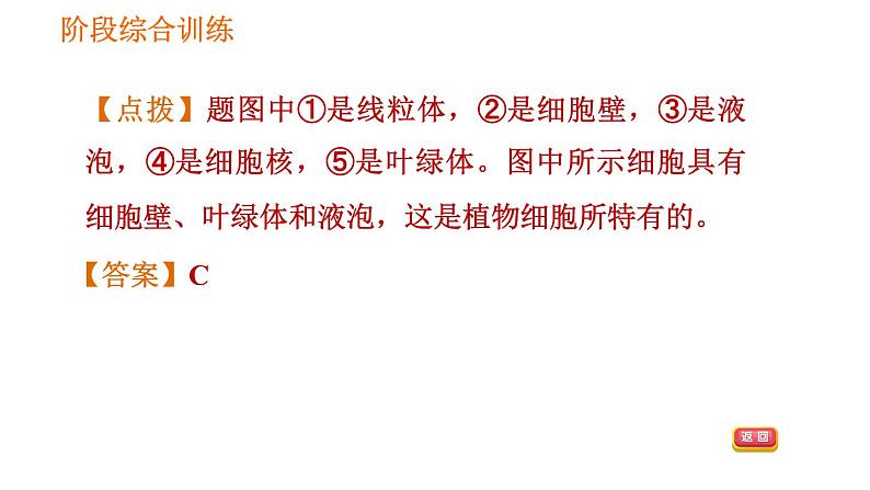 人教版七年级上册生物习题课件 第二单元 阶段综合训练　生物体的结构层次04