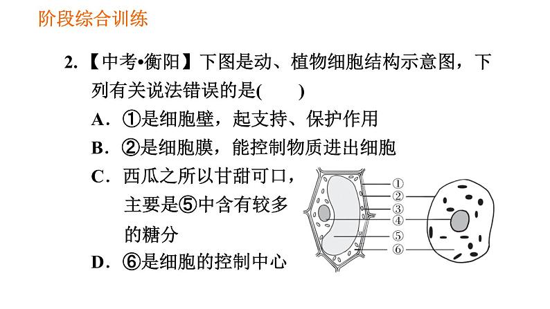 人教版七年级上册生物习题课件 第二单元 阶段综合训练　生物体的结构层次05