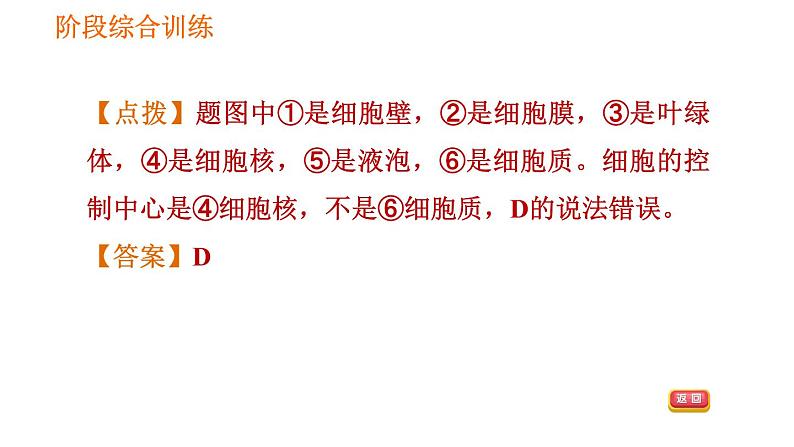 人教版七年级上册生物习题课件 第二单元 阶段综合训练　生物体的结构层次06