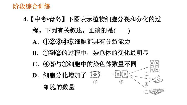 人教版七年级上册生物习题课件 第二单元 阶段综合训练　生物体的结构层次08