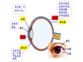 4.6.1人体对环境的感知 课件PPT