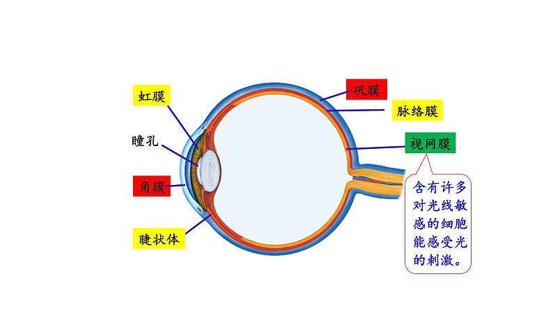 4.6.1人体对环境的感知 课件PPT第7页