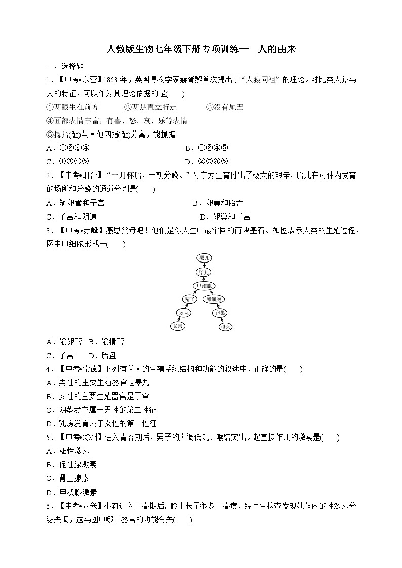 人教版生物七年级下册专项训练一  人的由来01