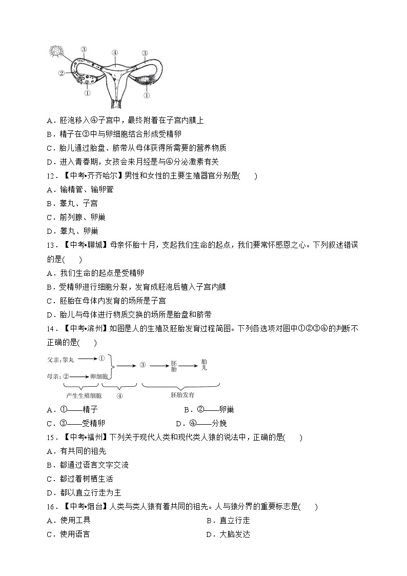 人教版生物七年级下册专项训练一  人的由来03