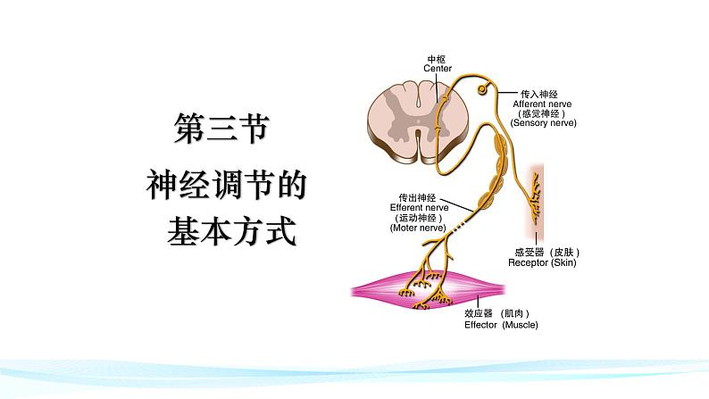 人教版生物七年级下册4.6.3神经调节的基本方式 课件PPT01