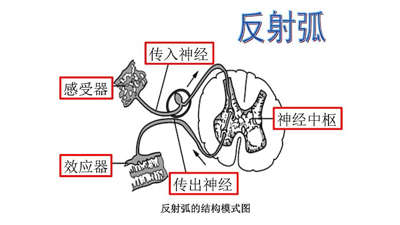 人教版生物七年级下册4.6.3神经调节的基本方式 课件PPT06