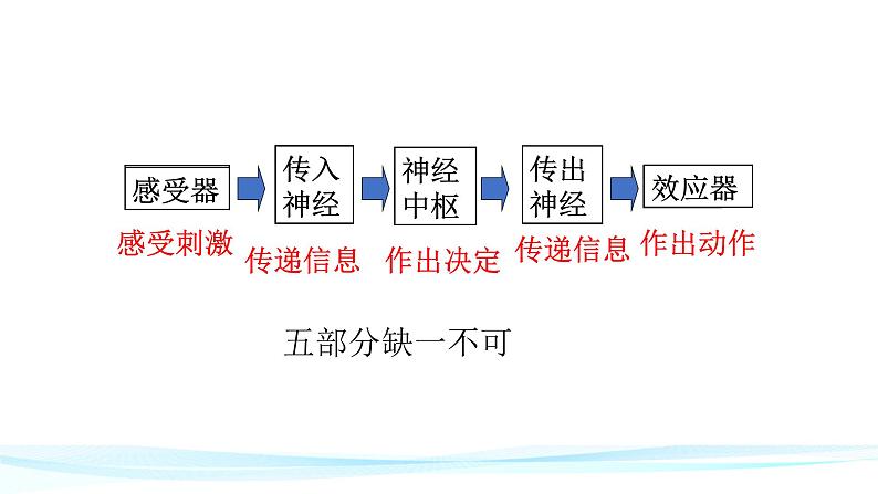 人教版生物七年级下册4.6.3神经调节的基本方式 课件PPT07