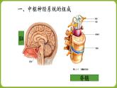 人教版生物七年级下册4.6.2神经系统的组成 课件PPT