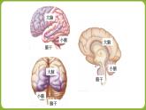人教版生物七年级下册4.6.2神经系统的组成 课件PPT
