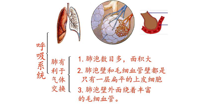 人教版生物七年级下册4.3.2发生在肺内的气体交换 课件PPT第2页