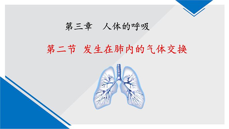 人教版生物七年级下册4.3.2发生在肺内的气体交换 课件PPT第3页