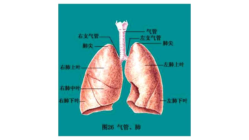 人教版生物七年级下册4.3.2发生在肺内的气体交换 课件PPT第6页